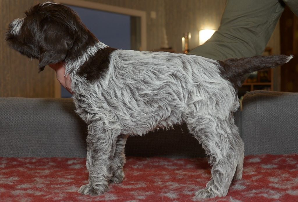 De L'irréductible Arverne - Griffon d'arrêt à poil dur Korthals - Portée née le 18/12/2022